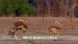 豹对羚羊真正的战斗！强大的羚羊反击，直接将豹子秒杀