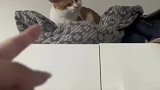 小猫爬上衣柜不下，来遭主人训斥竟然还不服