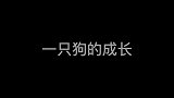 一只狗的成长史