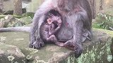 可怜的婴儿猴子尖叫，是不是饿的想吃东西了