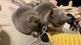 被它们秀了一波