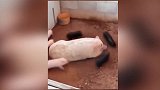 一群小猪围着大猪转圈圈，这是鬼打墙吗太搞笑了！