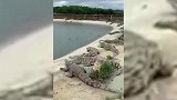 一只鸭子跑进鳄鱼堆，下一秒戏剧性画面出现，镜头拍下全过程