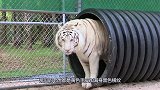 全球唯一一只“黑色老虎”，网友：这是刚挖完煤回来吗？