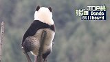 最萌榜单之国宝玩具新玩法