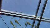 阳台上搭建起巨型玻璃鱼缸女孩表示：三代同堂一起住