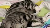 这猫开过摩的吧，这小腿蹬的有内味了