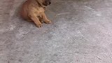 狗子：你快走吧，铲屎官不让我和陌生人玩儿！