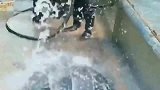 渔民捕鱼难免会捕到海龟，但都会放生的，还会帮它清理这是行规！