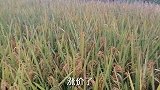 今年稻谷涨价了，涨价了，你们知道吗？
