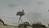 沙丘鹤盯上鸭子一家，却只敢上前“调戏”，网友：有贼心没贼胆