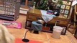 金毛犬太听话了，女主人说什么它就做什么，成精了！