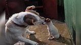 小猪站在蹦床上，狗狗在蹦床下面不停的顶着，真是搞笑！