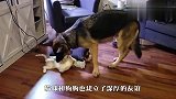 家里来了只小猫咪，两只柴犬争着当妈妈，结局太暖了