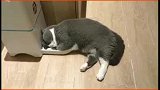 又该吃饭啦！真烦猫！一天除了吃就是睡