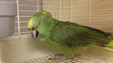 鹦鹉：宝宝精通数十种语言，要不要和我深入交流一下？