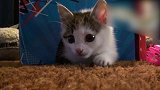 小猫钻进纸盒中，突然露出一个头，真好玩！