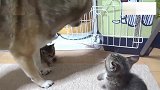 小猫初到家中，看见狗狗就慌，两个月后画风突变称兄道弟!