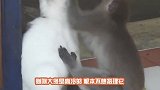 一只倒霉的老鼠，被猴子抓住了，下场比被猫抓住还惨