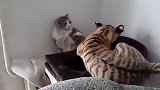 小老虎抱着猫咪强行亲亲，猫咪耳刮子直接糊到脸上