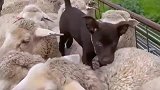 从小就混入羊群的牧羊犬