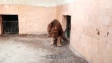 男子用棍子挑衅狮子，狮子的反应太真实，网友：活得最惨的狮子