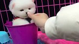 茶杯犬兴奋帮主人数钱，3秒后才知道，原来是自己的“卖身钱”