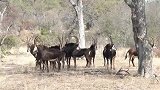 濒临绝种的非洲马羚：集群出现在南非马拉保护区