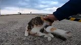 小野猫今天怎么没跟在钓鱼人后面追着要小鱼吃了