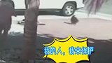 现实版的黑猫警长，猫咪从狗子嘴里勇救小主人。