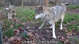 灰狼看到狗狗有点好奇