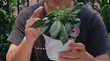 成簇开花充满香气，香味飘满整个房间