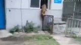 小老虎越狱找妈妈，在母虎笼子前徘徊