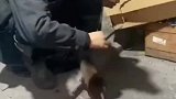 带你体验，在煤矿井下遇见老鼠，我们会怎样对待它
