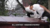 丙只猫咪翻墙，动作完美，镜头记录全过程