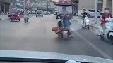 小金毛尾巴太长，垂到地上帮忙扫地
