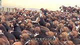 主人指挥百只狗狗集体干饭，狗狗不争不抢井然有序，场面十分壮观