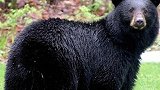 男子狩猎遇到黑熊，驻足观望两眼，不料黑熊不服气了！