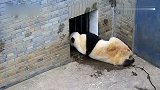 大熊猫在洞口滚来滚去，这是在干嘛呢
