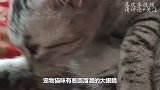 猫咪大战鳄鱼，人类小朋友出手，将鳄鱼带到水边放生
