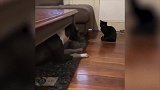狗狗对着猫咪一直叫，猫咪波澜不惊的，是见过大场面的猫啊！