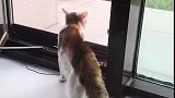 猫：兄弟出来玩儿呀，别整天宅在家里！