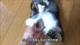 主人不停地捉弄猫咪，猫咪玩得十分兴奋，场面十分滑稽