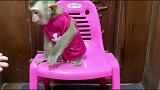 小猴子真是个暴脾气，一点不顺心就对着主人龇牙咧嘴