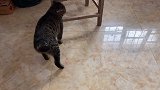 猫吃吃人参果，两只小手手抱着火腿往嘴里塞