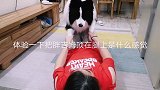 女主人要胖边牧一起练瑜伽减肥，边牧的表现让人哭笑不得