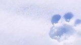 雪豹“自杀式”的狩猎，从几百米的悬崖坠落，真是罕见的一幕雪豹