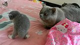 趁主人不注意，小奶猫偷偷跑出产房，与猫哥哥对峙的模样逗翻人