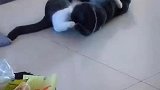 这只猫在干嘛呀，有谁知道！