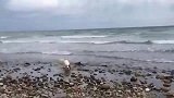 狗狗发现了一只搁浅的小海豚，呼唤主人来拯救！